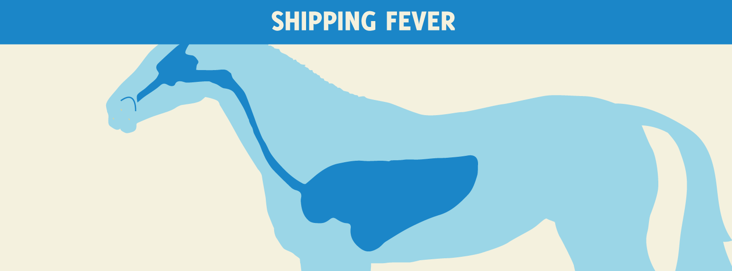 Shipping Fever HorseDVM Diseases AZ