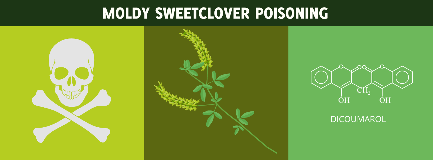 Moldy Sweetclover Poisoning HorseDVM Diseases AZ