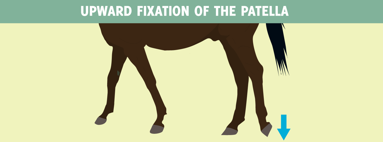 Upward Fixation Of The Patella HorseDVM Diseases AZ