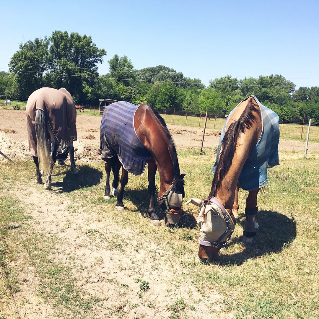 Eddi’s Splint Bone Fracture HorseDVM