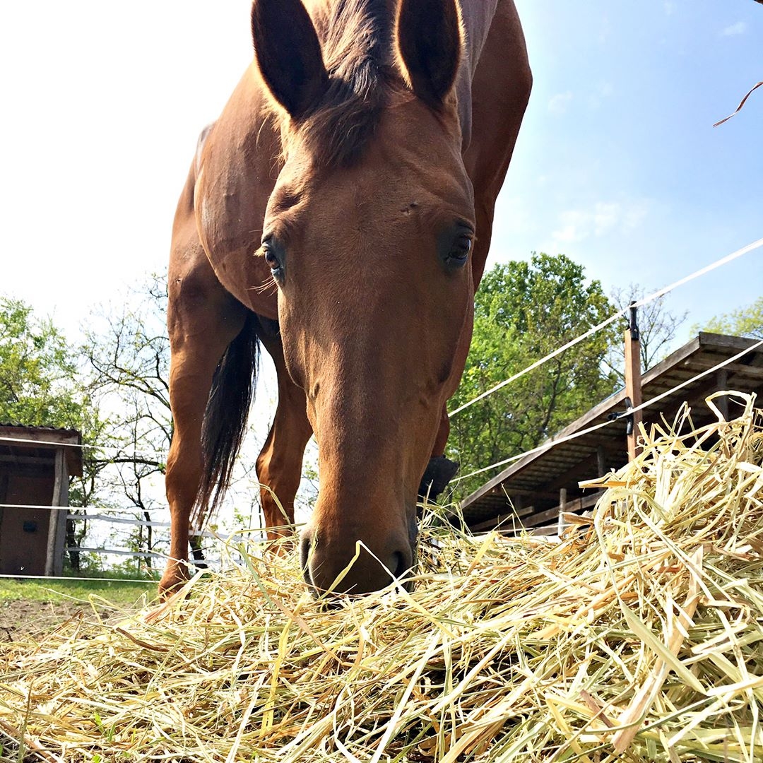 Eddi’s Splint Bone Fracture HorseDVM