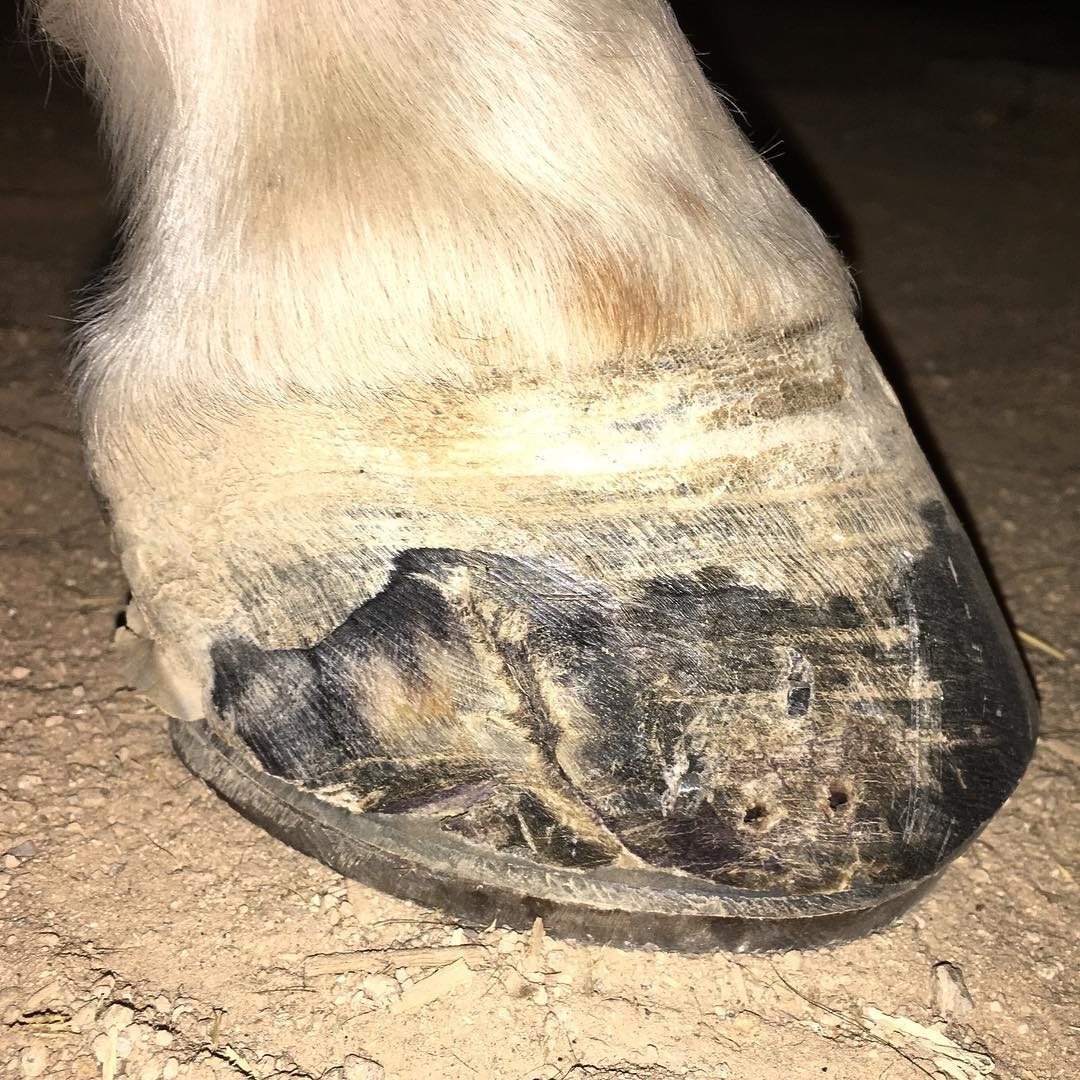 Rocket’s Quarter Crack HorseDVM