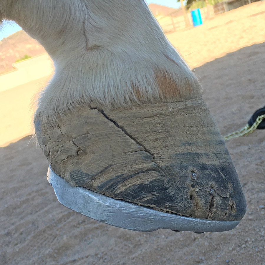 Rocket’s Quarter Crack HorseDVM