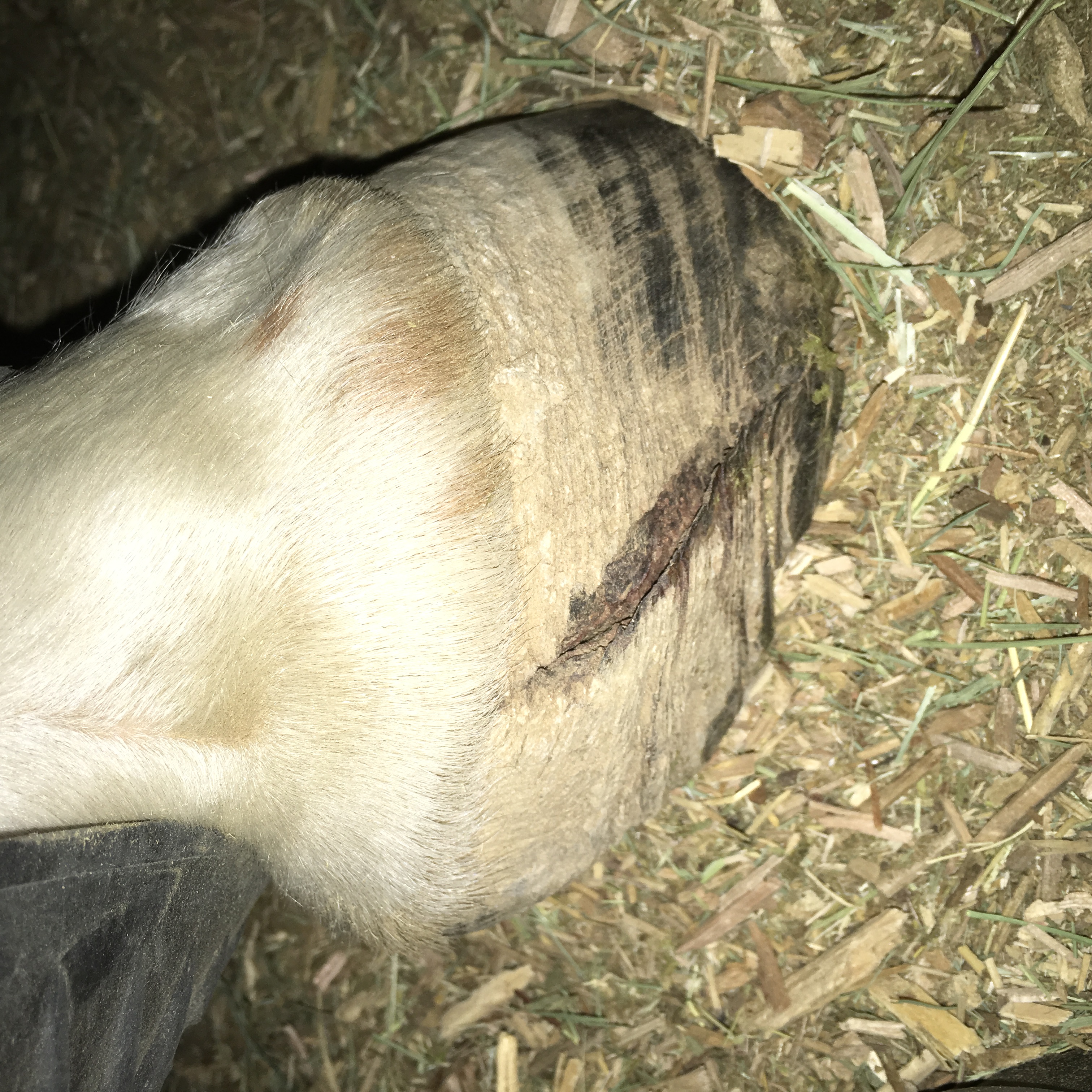 Rocket’s Quarter Crack HorseDVM