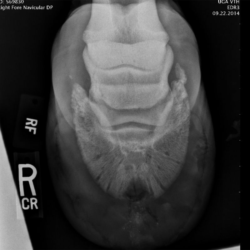 Snapper’s Keratoma HorseDVM