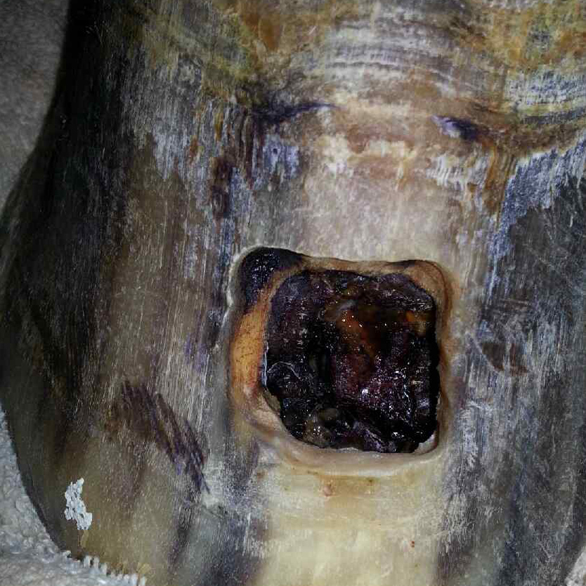 Snapper’s Keratoma HorseDVM