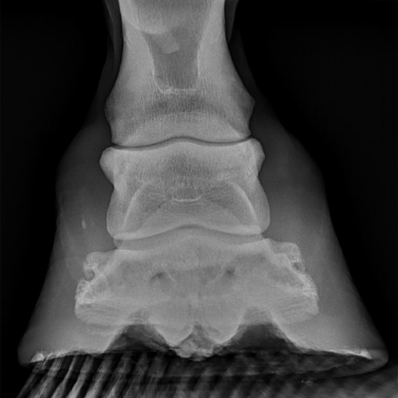 Snapper’s Keratoma HorseDVM