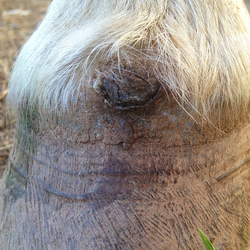 Snapper’s Keratoma HorseDVM