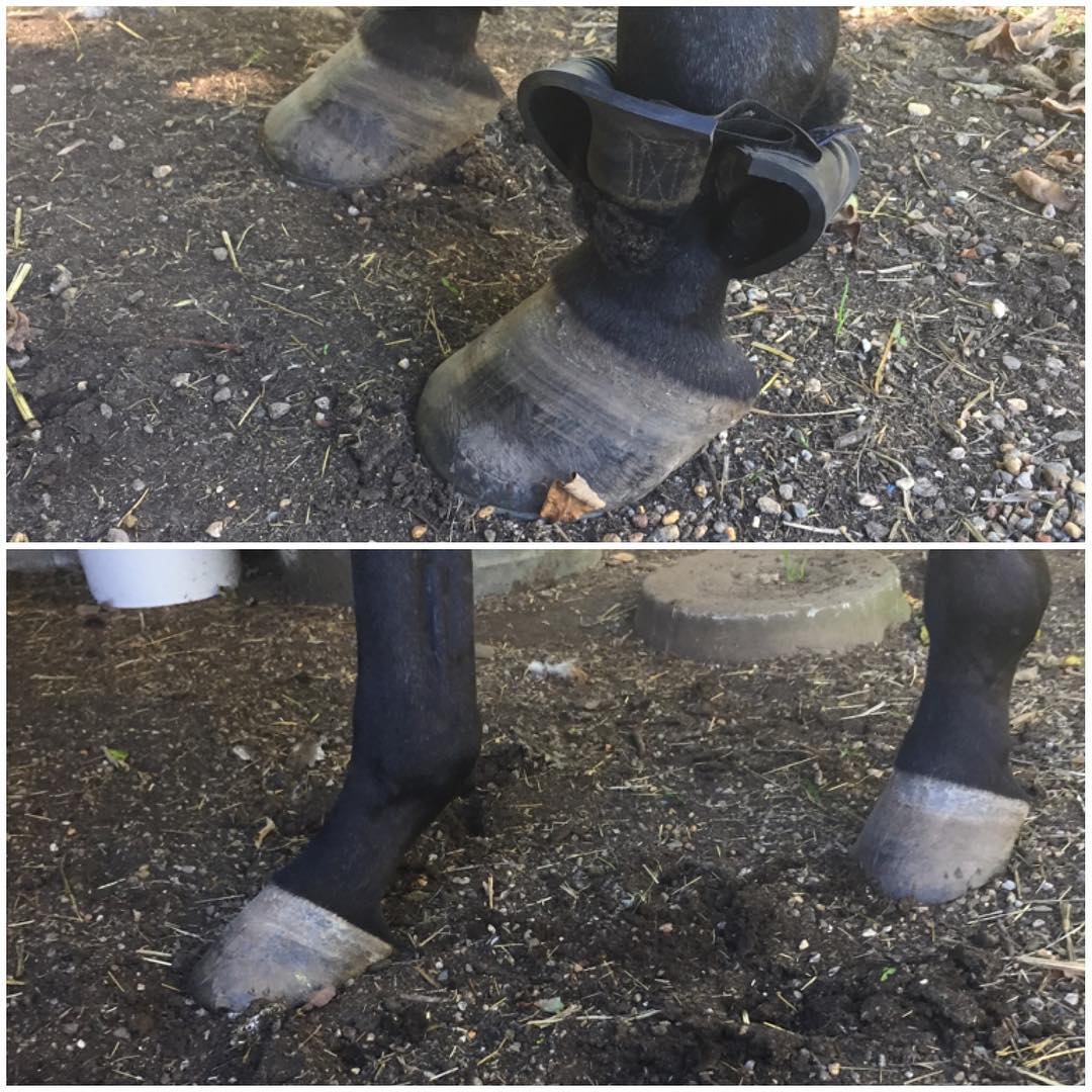 Callie’s Deep Digital Flexor Tendon (‘Bowed Tendon’) Injury HorseDVM