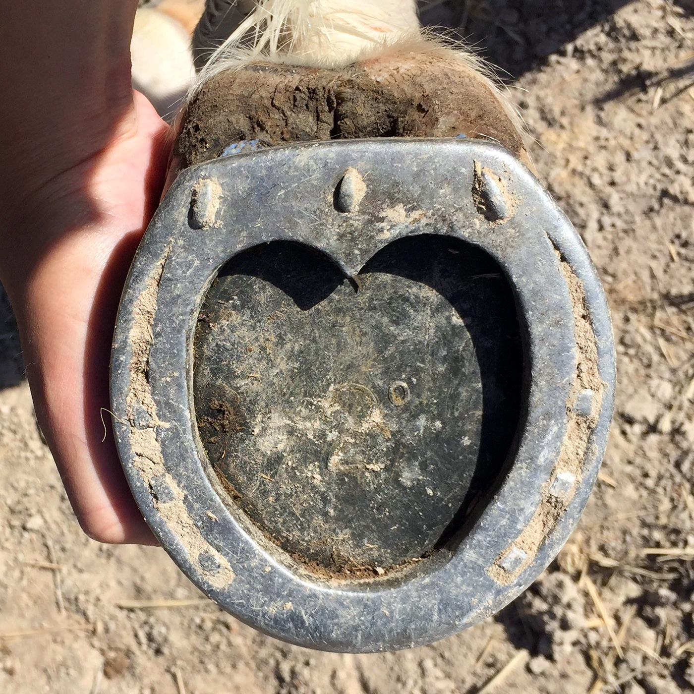 Piper’s Fractured Coffin Bone HorseDVM