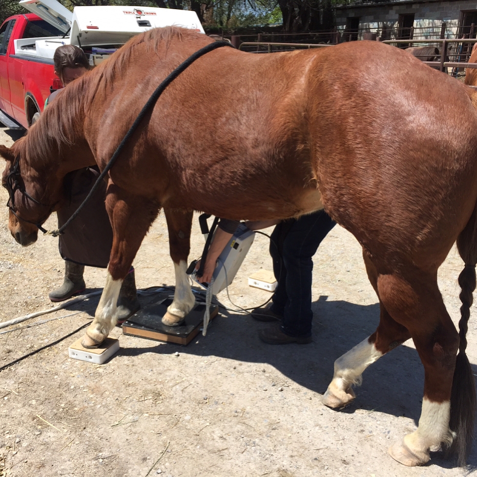 Piper’s Fractured Coffin Bone HorseDVM