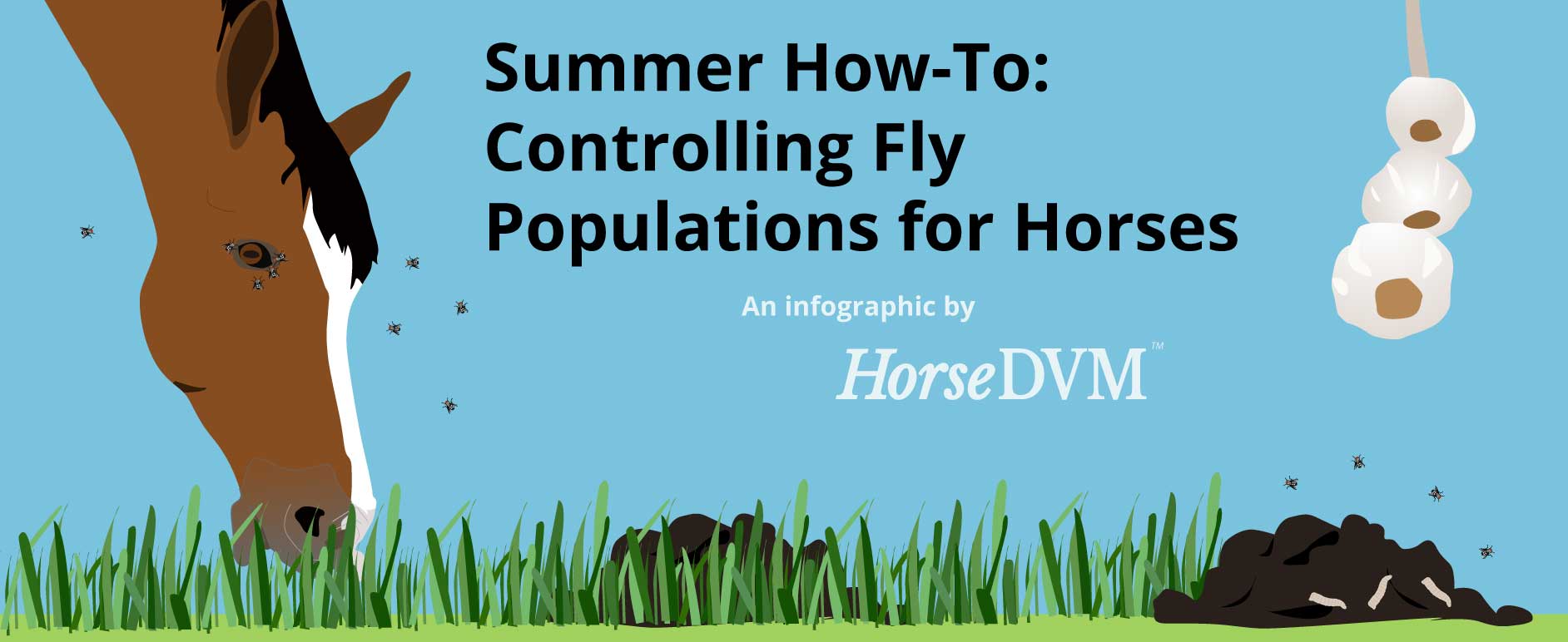 HorseDVM Infographic Controlling Fly Populations around Horses