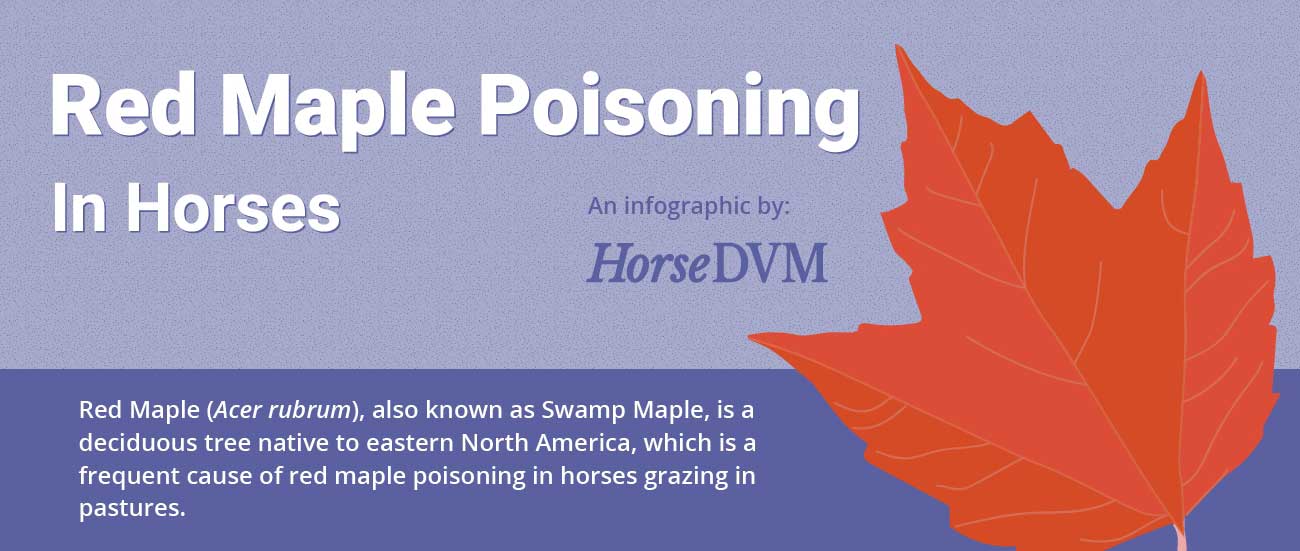 HorseDVM Infographic Red Maple Poisoning in Horses