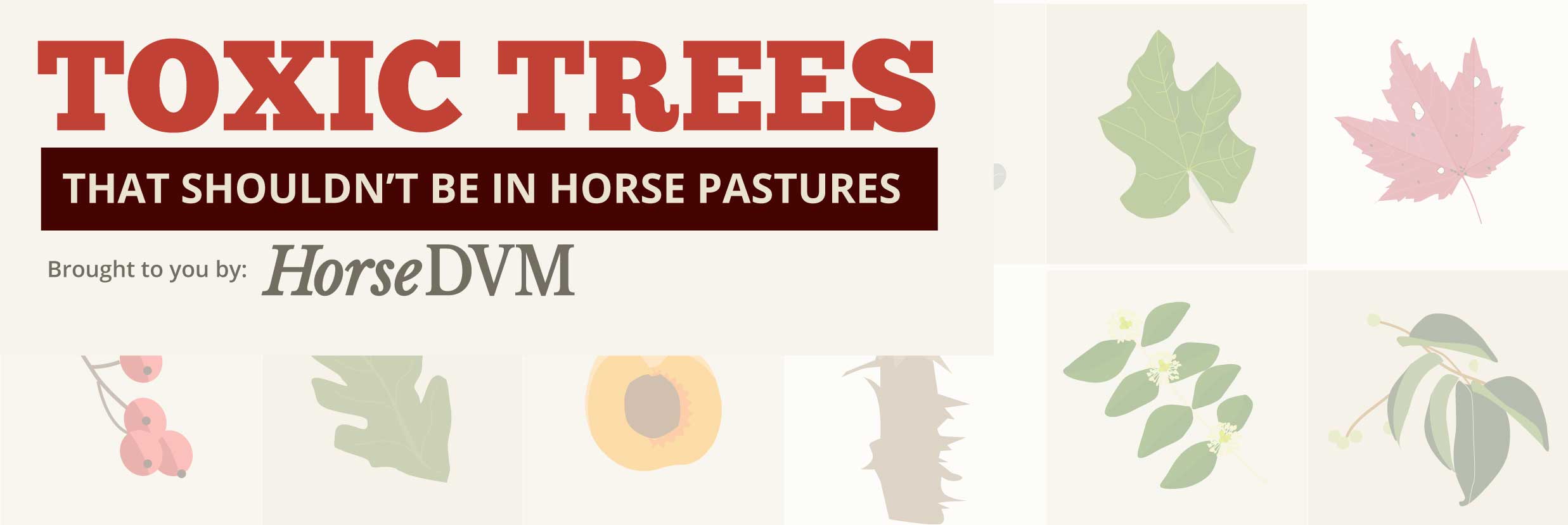 HorseDVM Infographic Toxic Trees That Shouldn't be in Horse Pastures