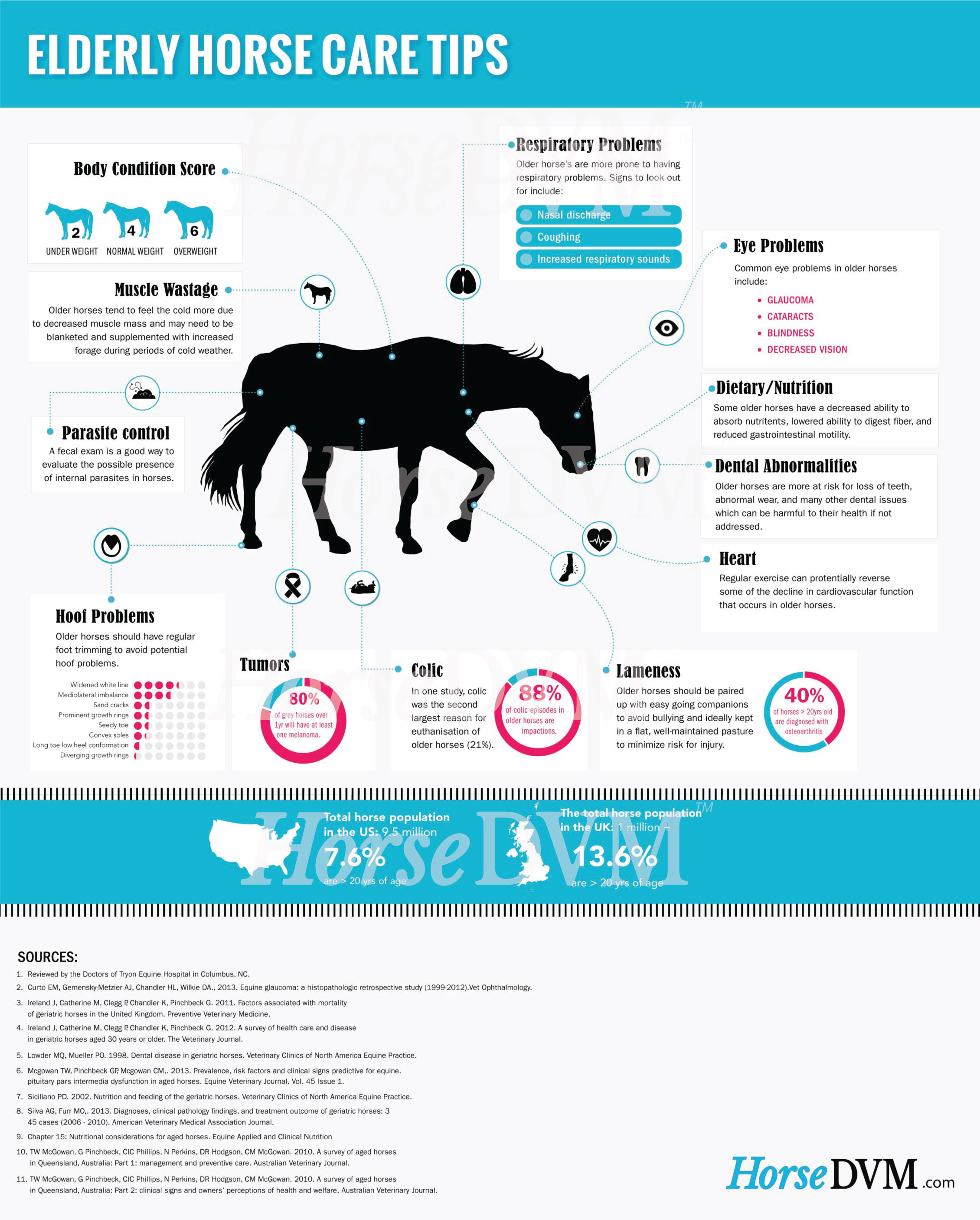 HorseDVM - horsedvm-elderly-senior-horse-care-tips