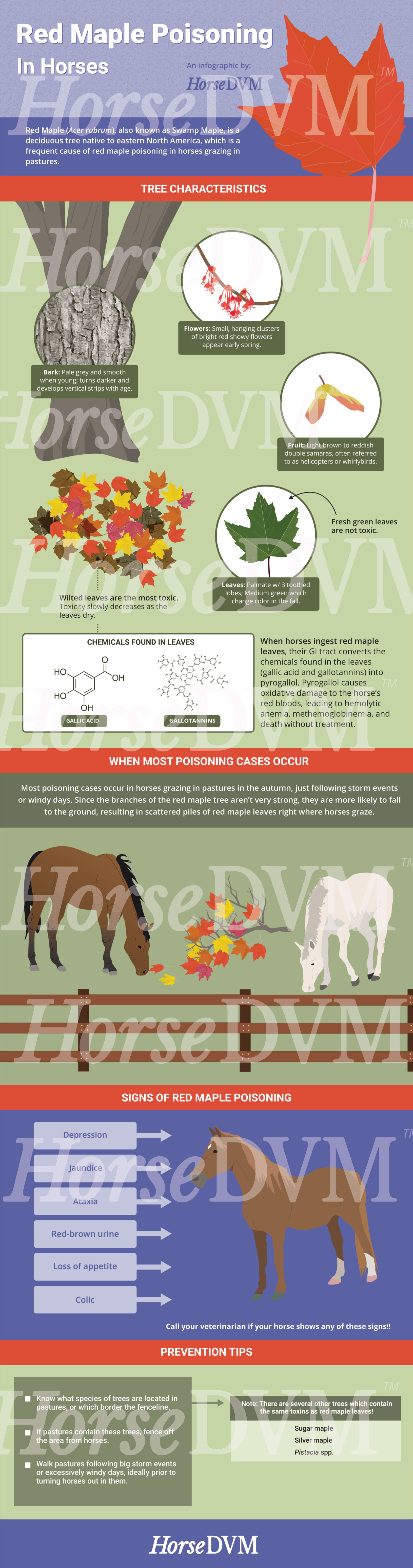 HorseDVM - horsedvm-red-maple-poisoning-infographic