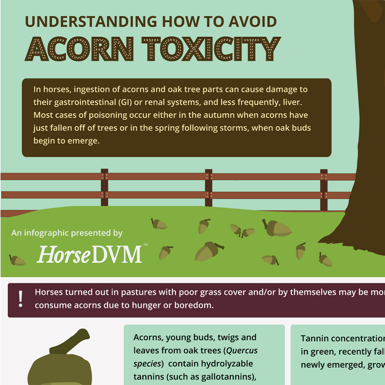 Understanding How to Avoid Acorn Toxicity in Horses