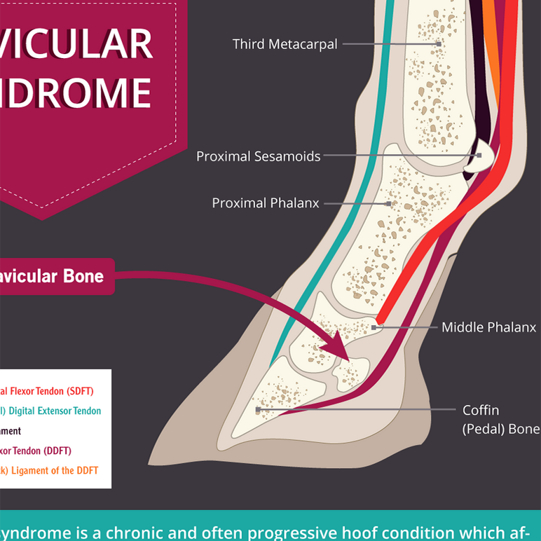 HorseDVM Visual, Interactive Horse Health Information