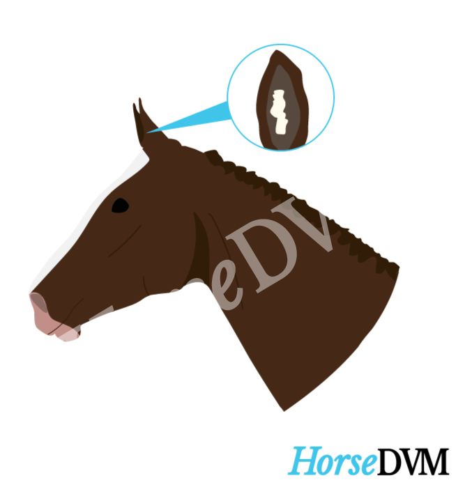 Aural Plaque location on horses