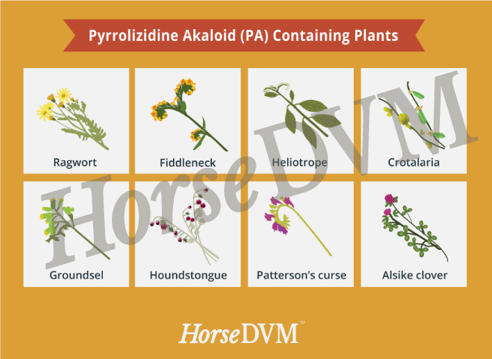 Poisonous Plants for Kids POWERPOINT. Contain plants