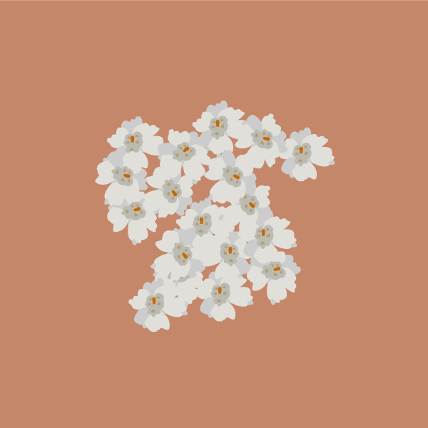 Achillea millefolium image