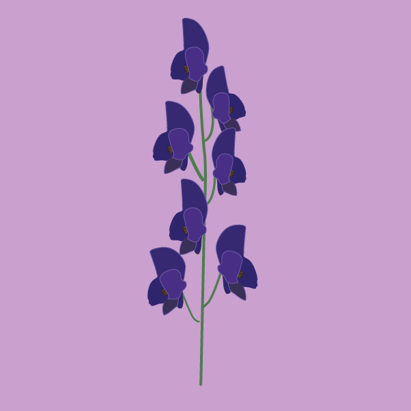 Aconitum napellus image