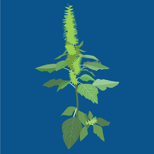 Amaranthus retroflexus image