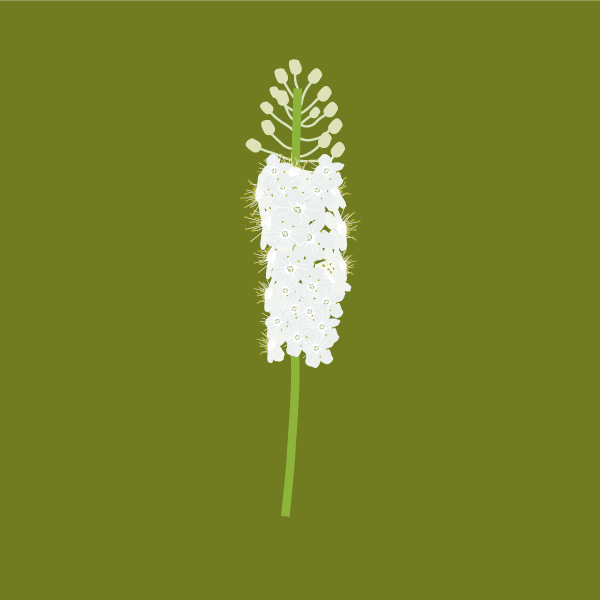 amianthium_muscitoxicum