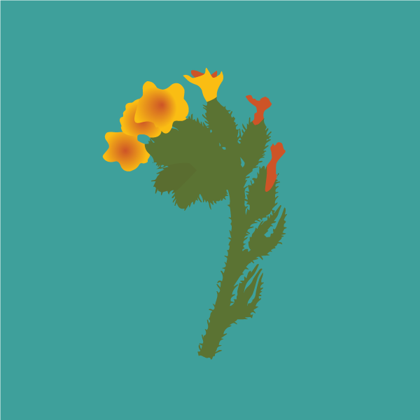 Amsinckia menziesii image