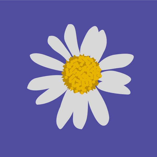 Anthemis cotula image