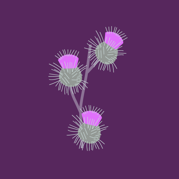Arctium spp image
