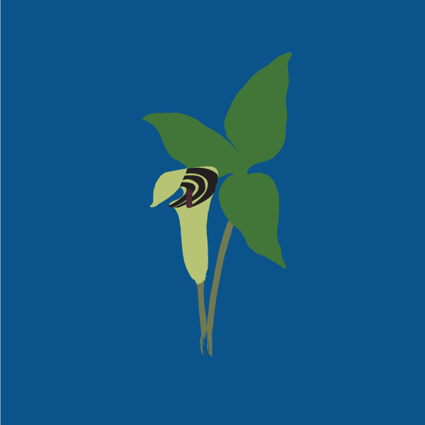 Arisaema triphyllum image