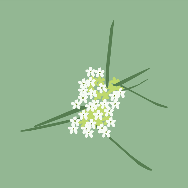 asclepias_verticillata