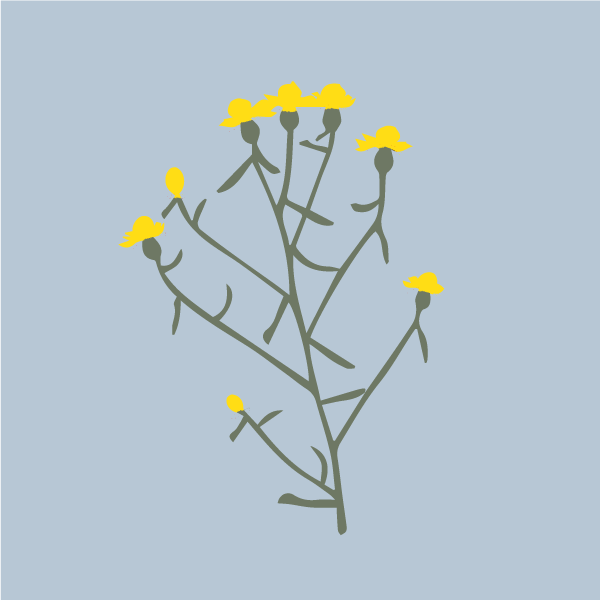 Centaurea solstitialis image