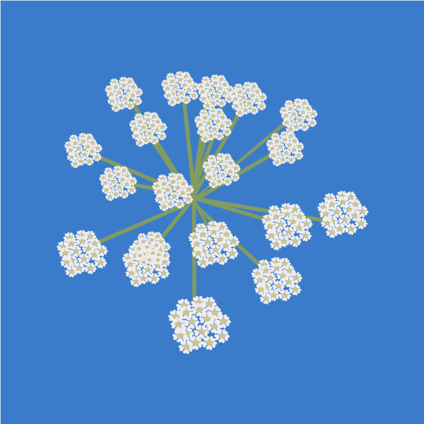 Cicuta virosa image