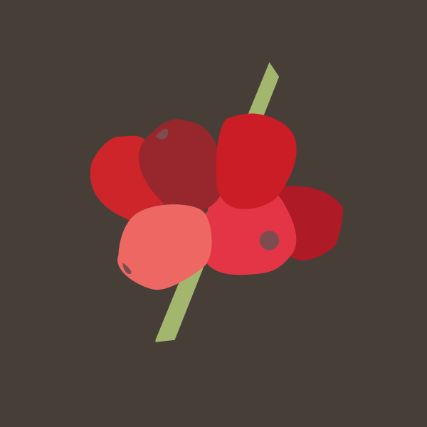 Coffea arabica image