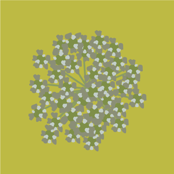 Conium maculatum image