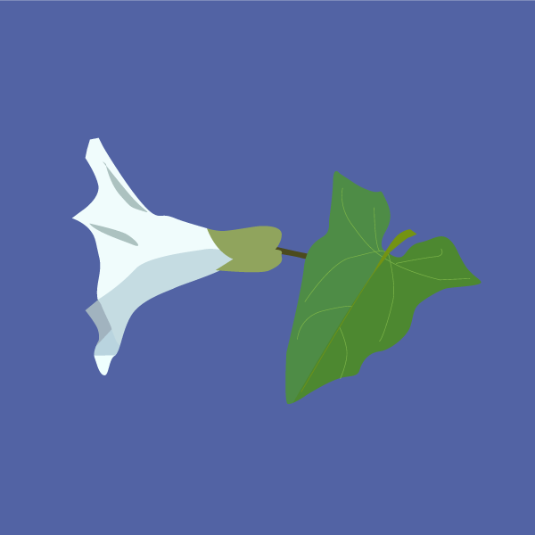 Convolvulus arvensis image