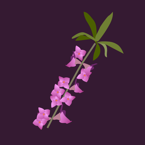 Daphne mezereum image