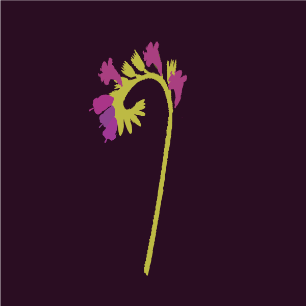 Echium spp image
