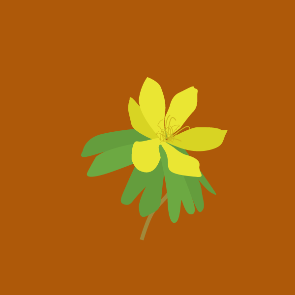 Eranthis hyemalis image