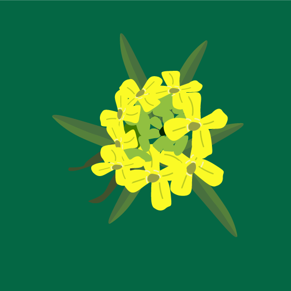 Erysimum cheiranthoides image