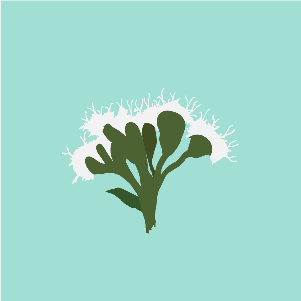Eupatorium rugosum image