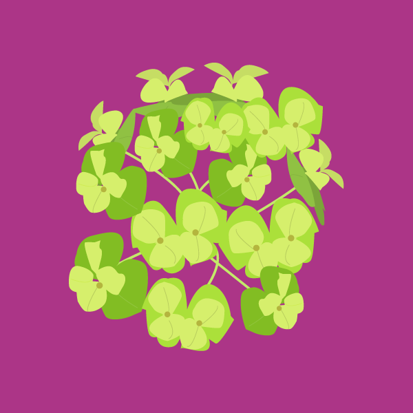euphorbia