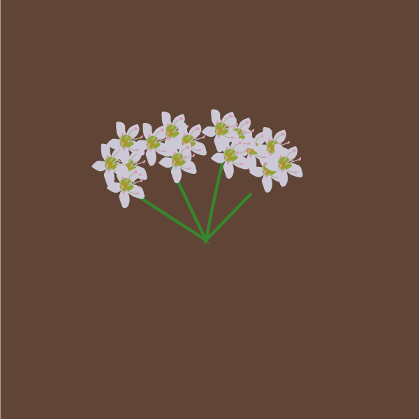 Fagopyrum esculentum image