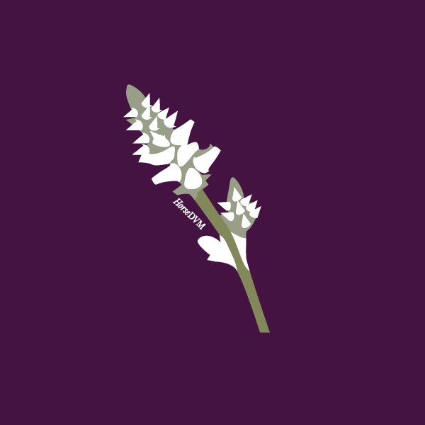 Froelichia humboldtiana image