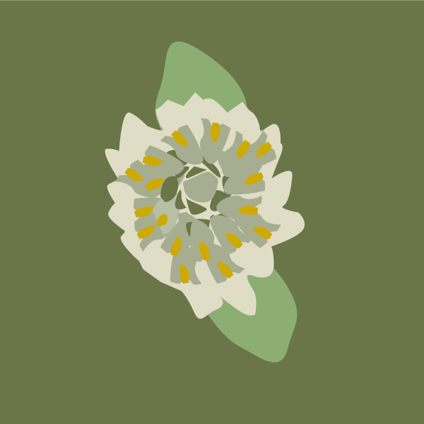 Gomphrena celosioides image