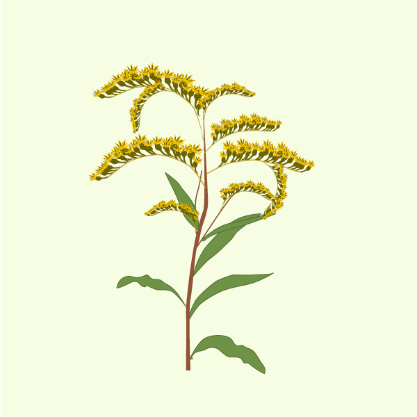 Haplopappus heterophyllus image
