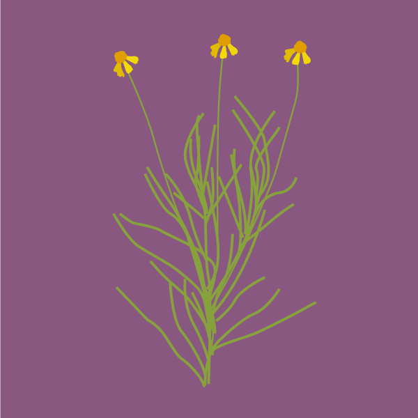 Helenium autumnale image