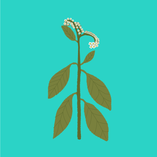 Heliotropium europaeum image